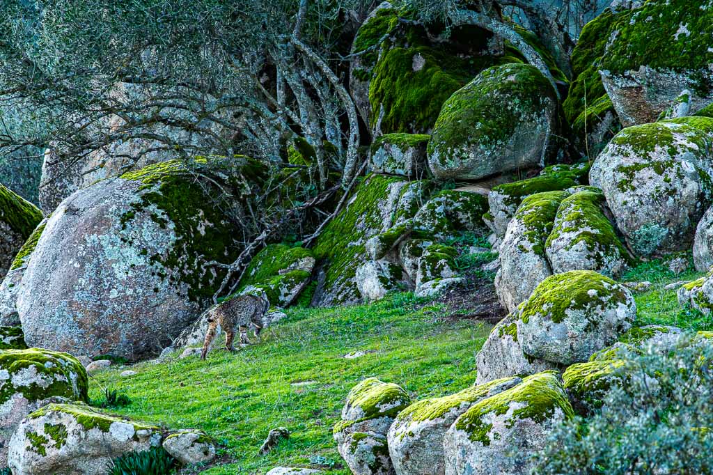 sierra andujar lynx pardelle 44