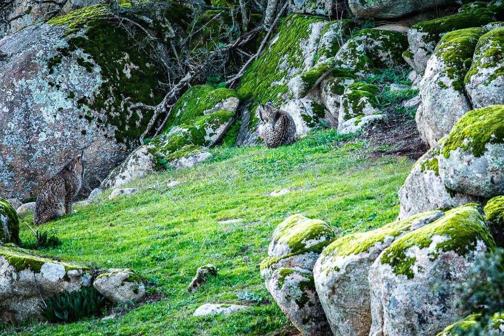 sierra andujar lynx pardelle 45