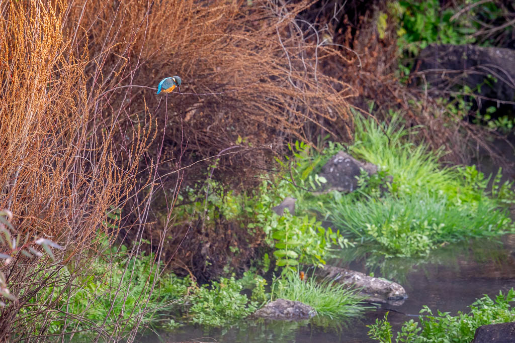 sierra andujar lynx pardelle 46