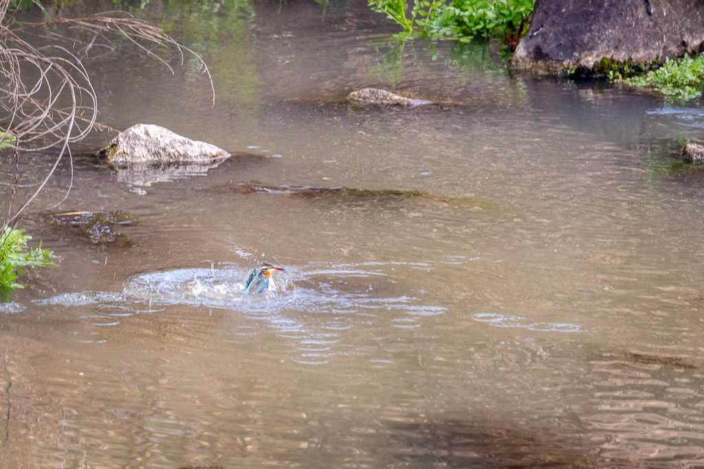 sierra andujar lynx pardelle 47