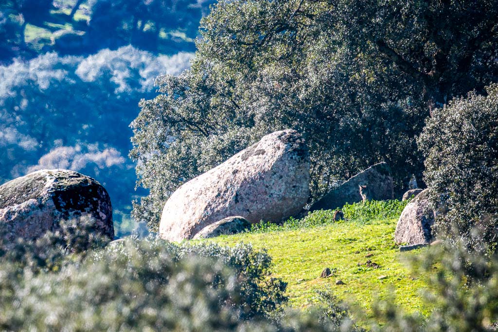 sierra andujar lynx pardelle 49