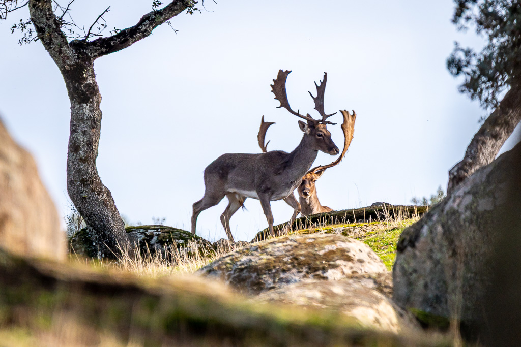 sierra andujar lynx pardelle 51