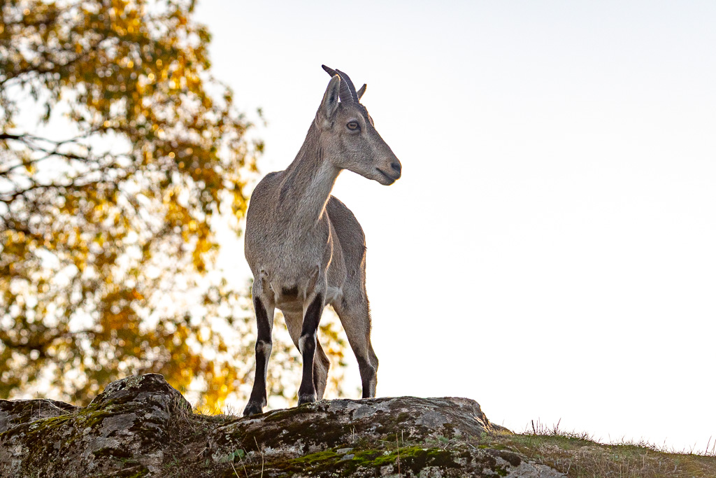 sierra andujar lynx pardelle 55