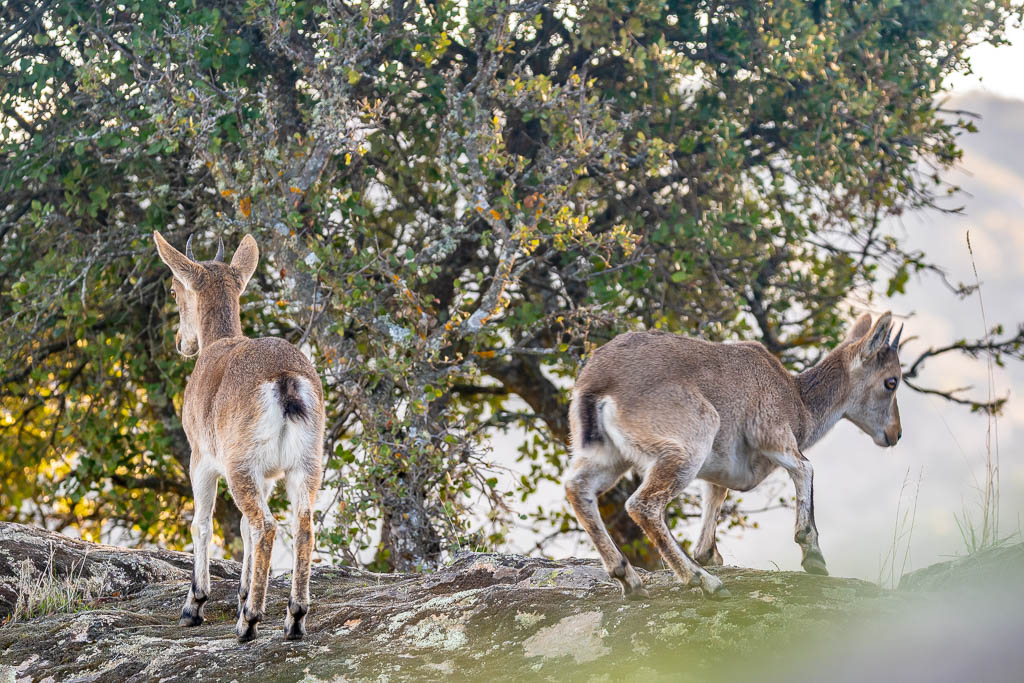 sierra andujar lynx pardelle 56