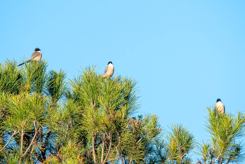 sierra andujar lynx pardelle 57