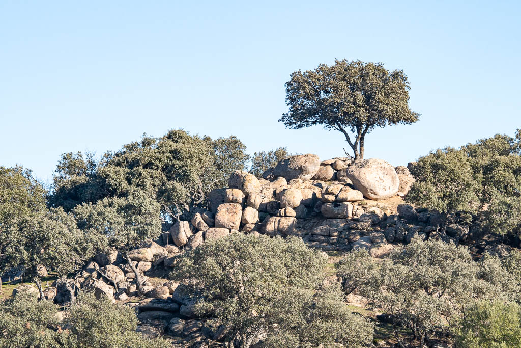 sierra andujar lynx pardelle 61