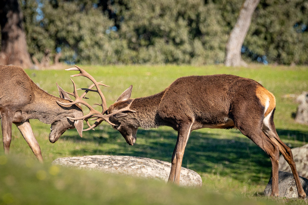 sierra andujar lynx pardelle 63
