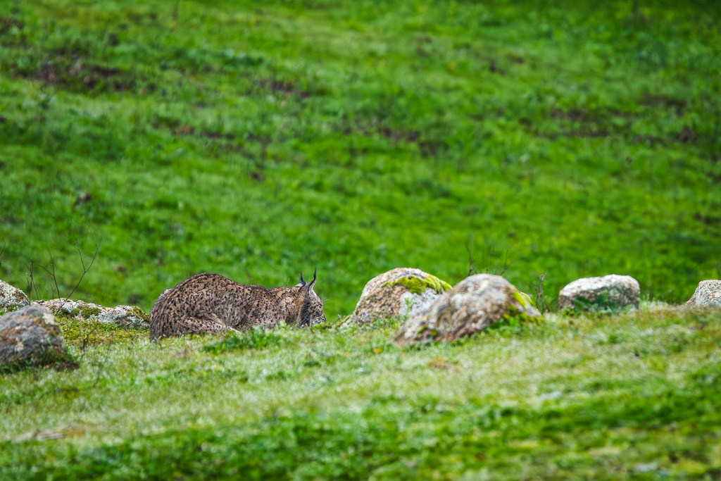 sierra andujar lynx pardelle 64