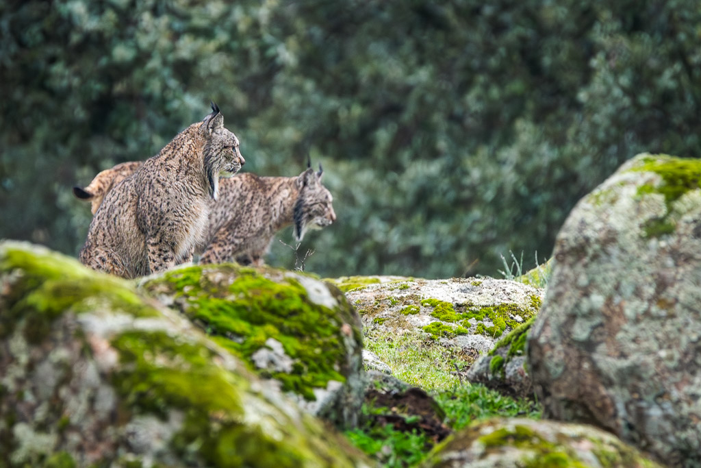 sierra andujar lynx pardelle 65