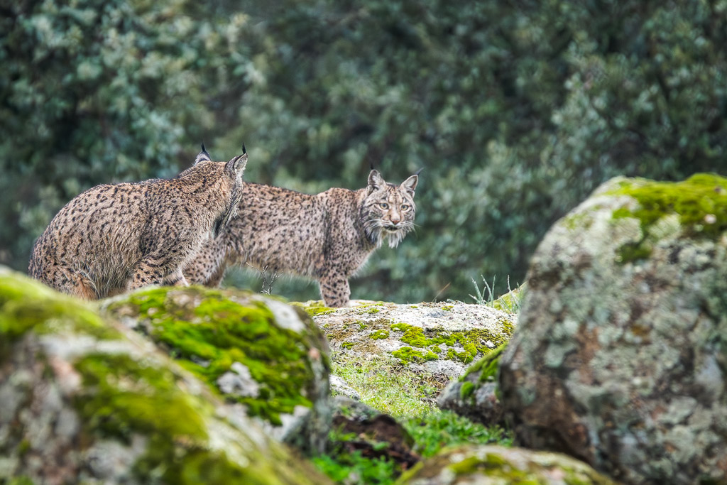 sierra andujar lynx pardelle 66