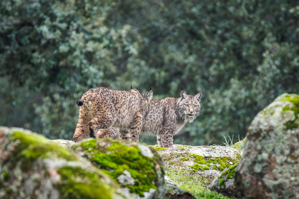 sierra andujar lynx pardelle 68