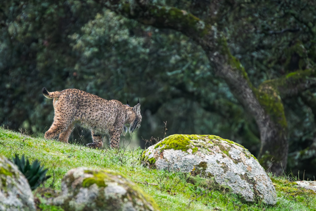 sierra andujar lynx pardelle 69
