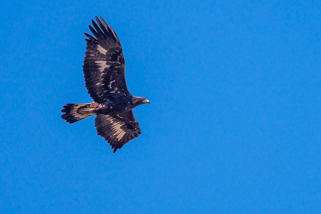 sierra andujar lynx pardelle 70