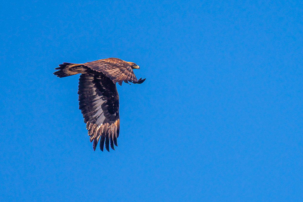 sierra andujar lynx pardelle 71
