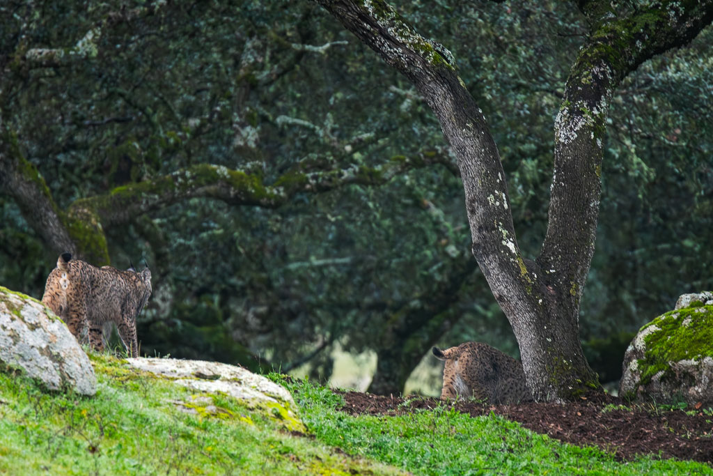 sierra andujar lynx pardelle 72