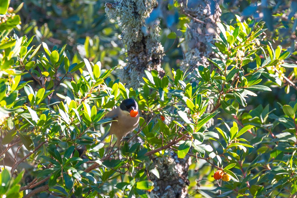 sierra andujar lynx pardelle 73