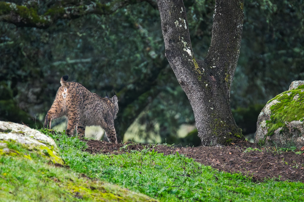 sierra andujar lynx pardelle 74