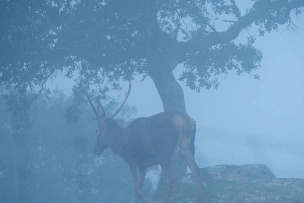 sierra andujar lynx pardelle 75