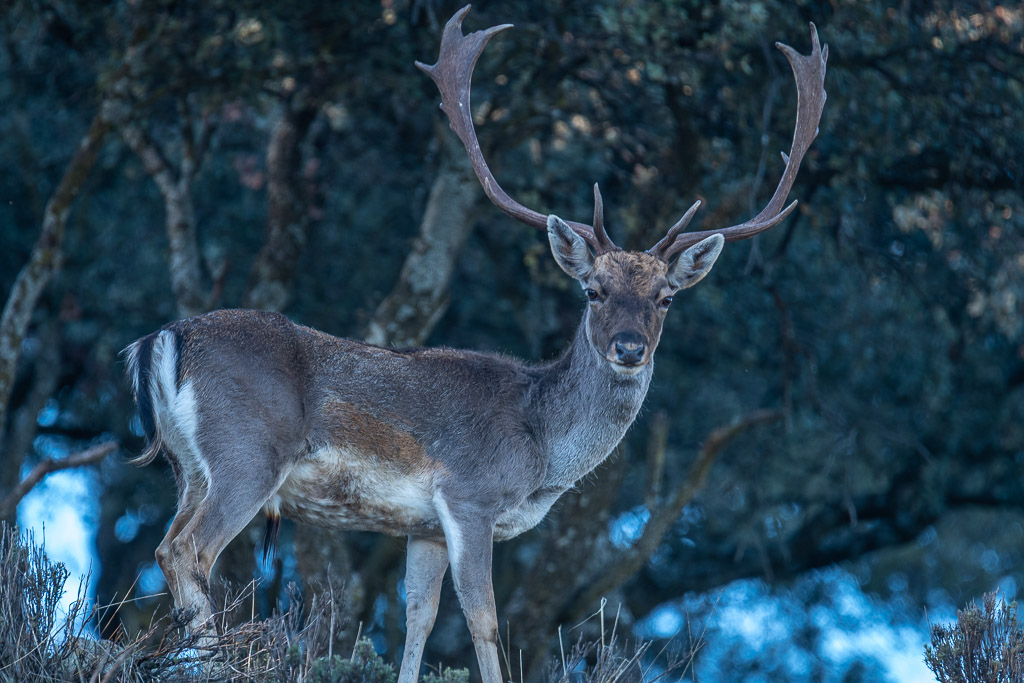 sierra andujar lynx pardelle 79