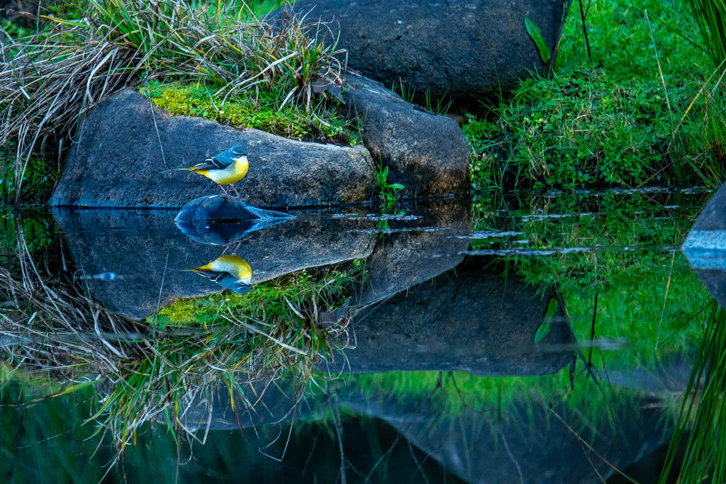 sierra andujar lynx pardelle 80