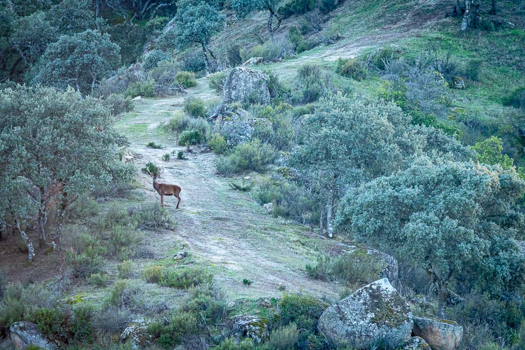 sierra andujar lynx pardelle 81