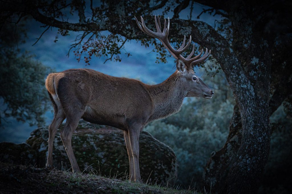 sierra andujar lynx pardelle 82
