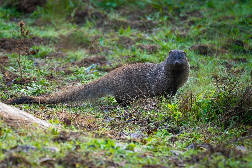 sierra andujar lynx pardelle 87