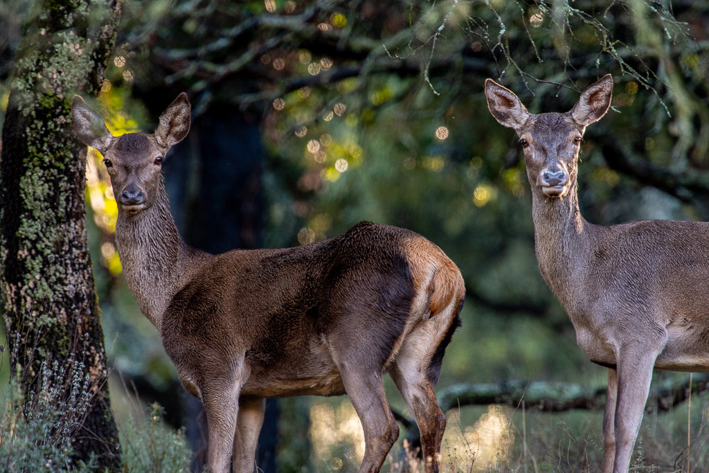 sierra andujar lynx pardelle 89
