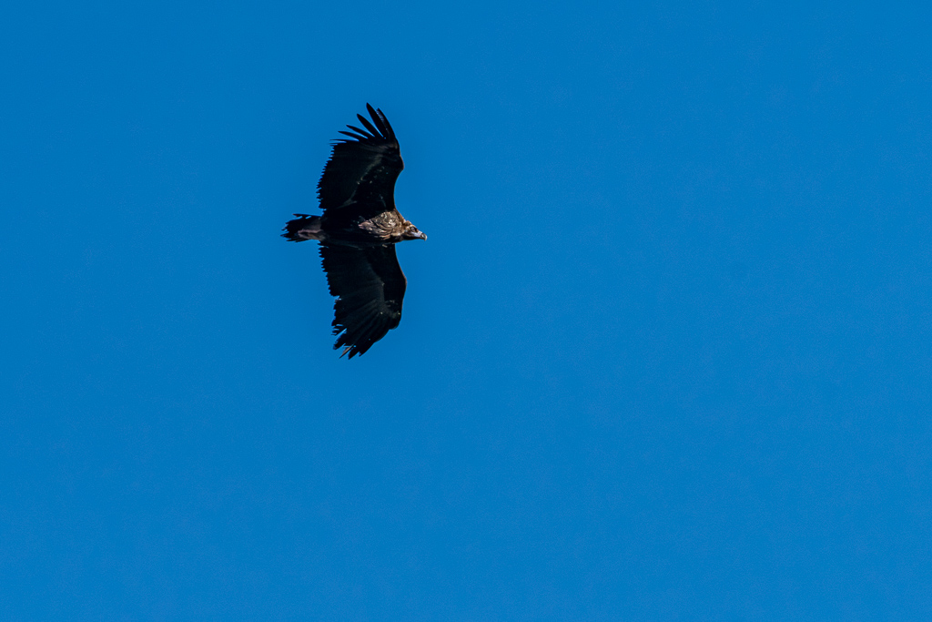 sierra andujar lynx pardelle 90