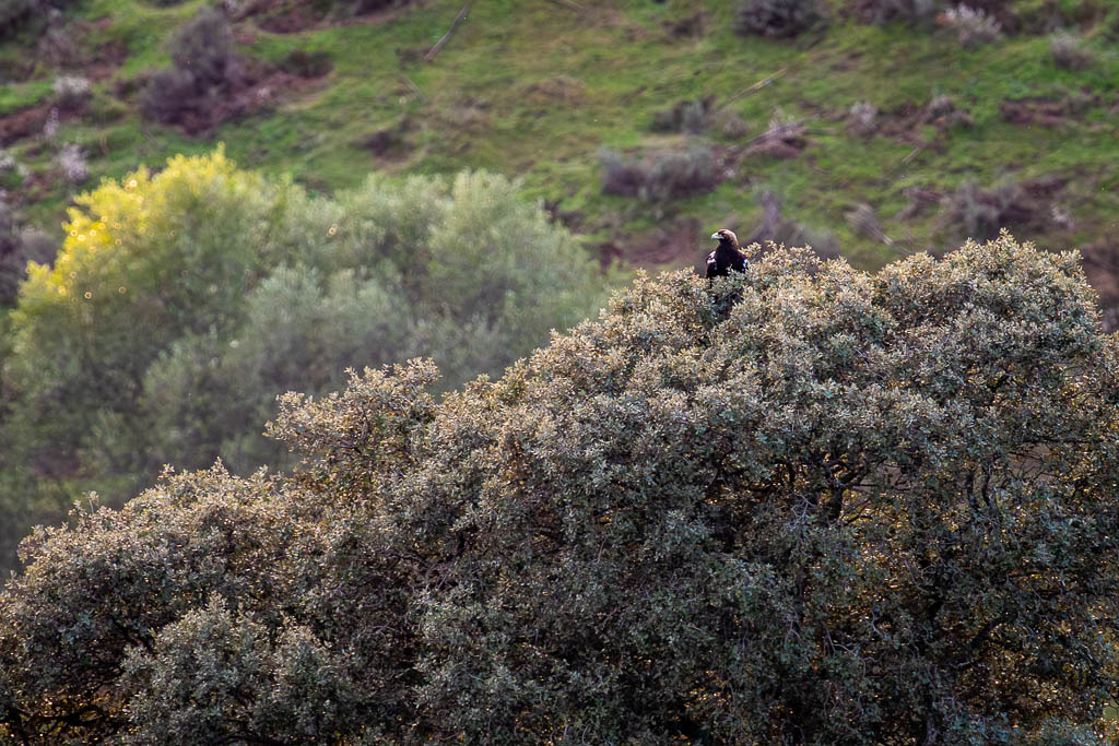 sierra andujar lynx pardelle 91