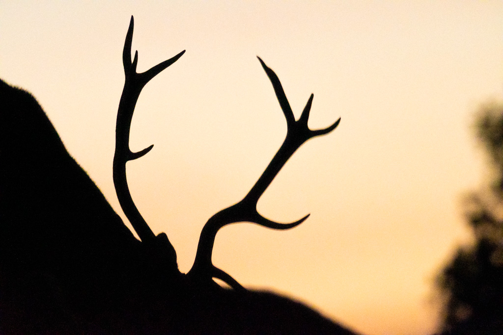 sierra andujar lynx pardelle 94