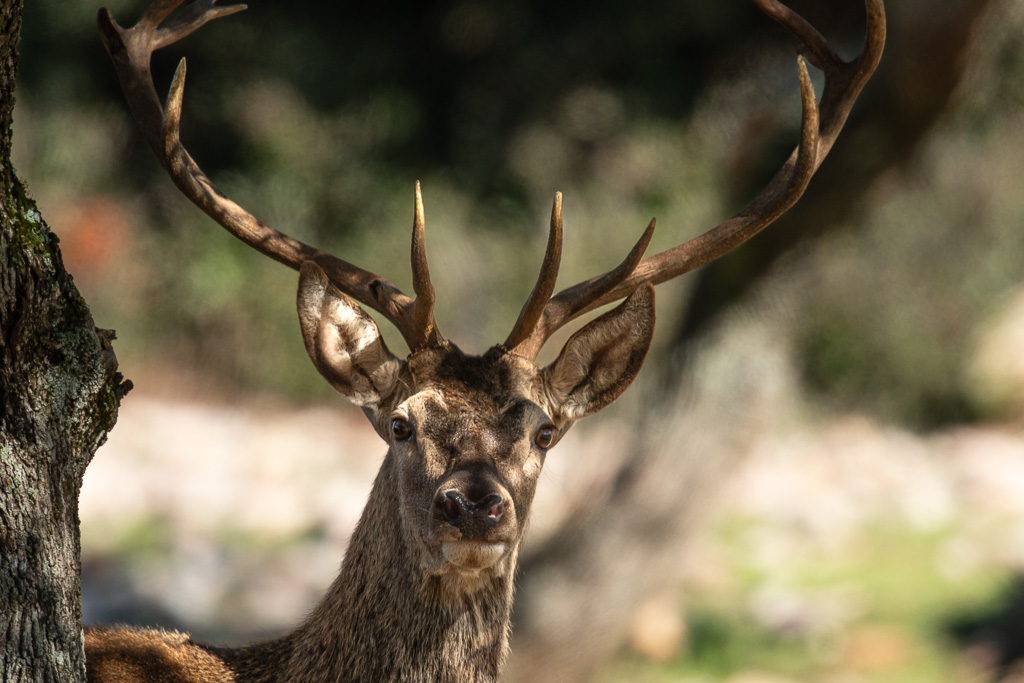 sierra andujar lynx pardelle 98