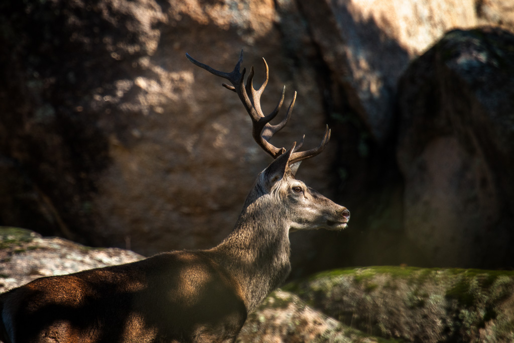 sierra andujar lynx pardelle 99