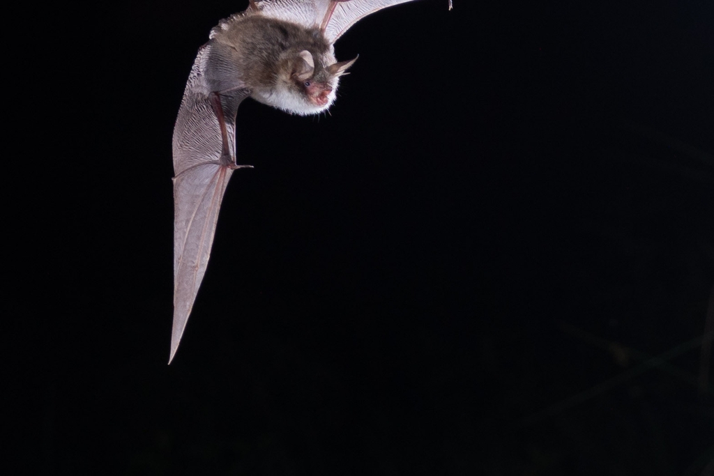 complexe myotis nattenari