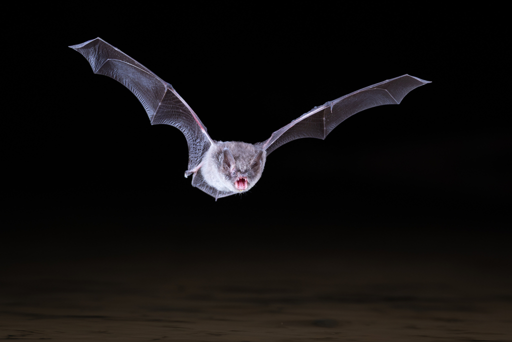 murin à moustaches, complexe myotis mystacinus