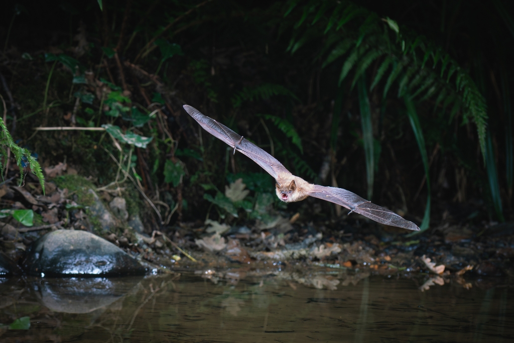 un murin à oreilles échancrées Myotis emarginatus en train de chasser