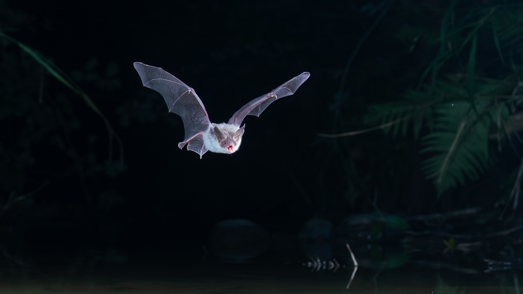 un murin de bechstein Myotis bechsteinii ouvre sa bouche