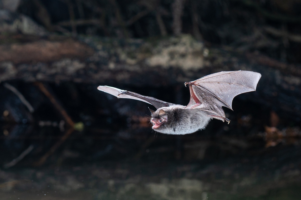 un murin de daubenton Myotis daubentonii en vol