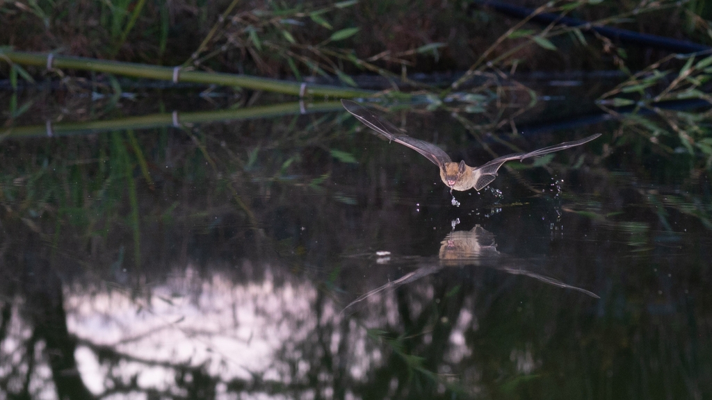 Une pipistrelle commune vient de boire sur un plan d'eau