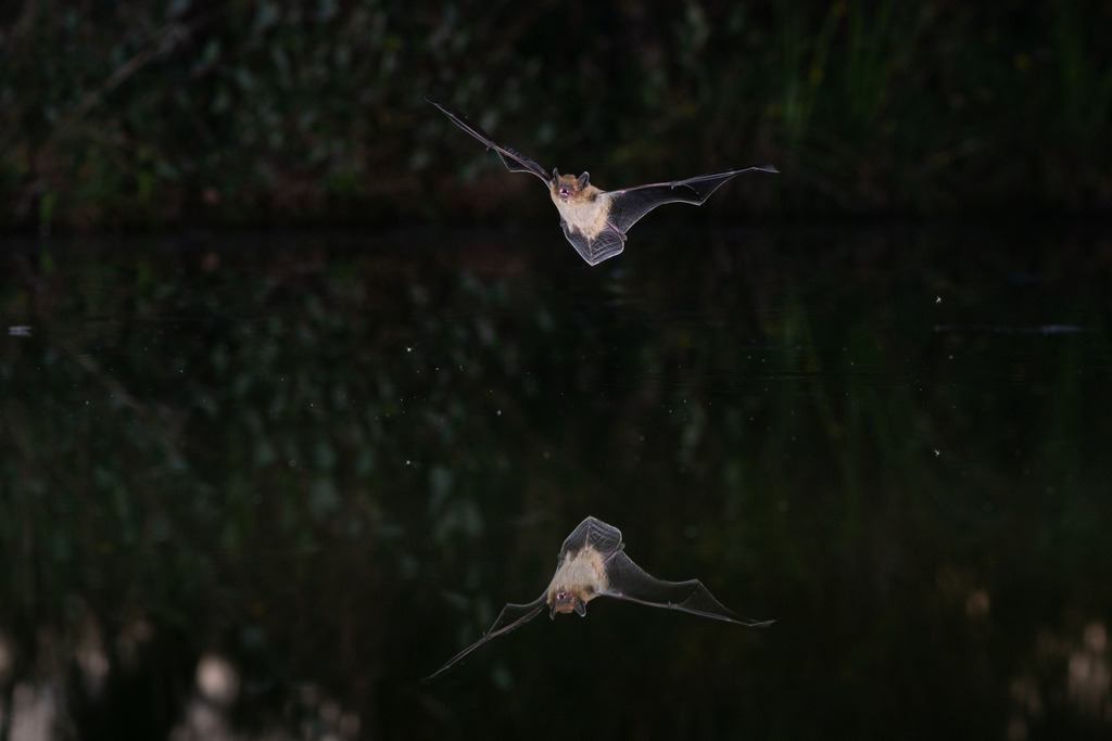 une pipistrelle de khul pipistrellus kuhlii et son reflet dans l'eau
