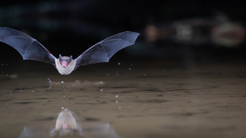 une pipistrelle de nathusius pipistrellus nathusii au ras de l'eau
