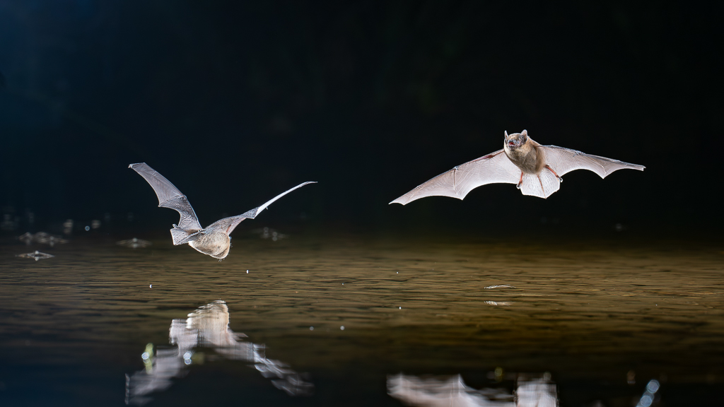 Deux chauves-souris se croisent au-dessus de l'eau