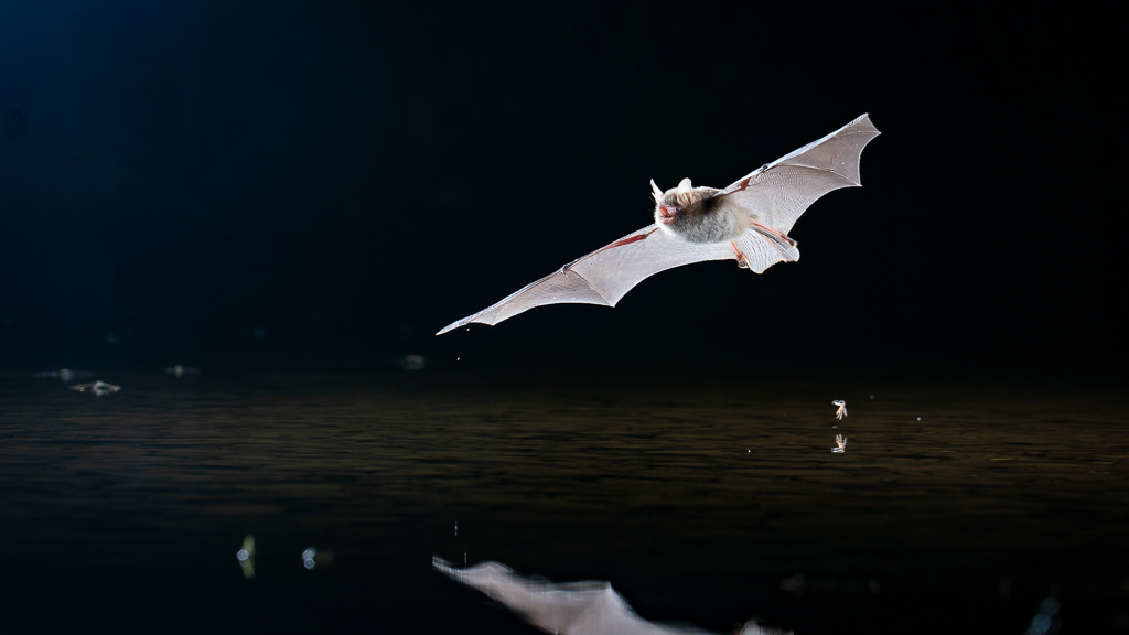 pipistrelle et insecte au ras de l'eau
