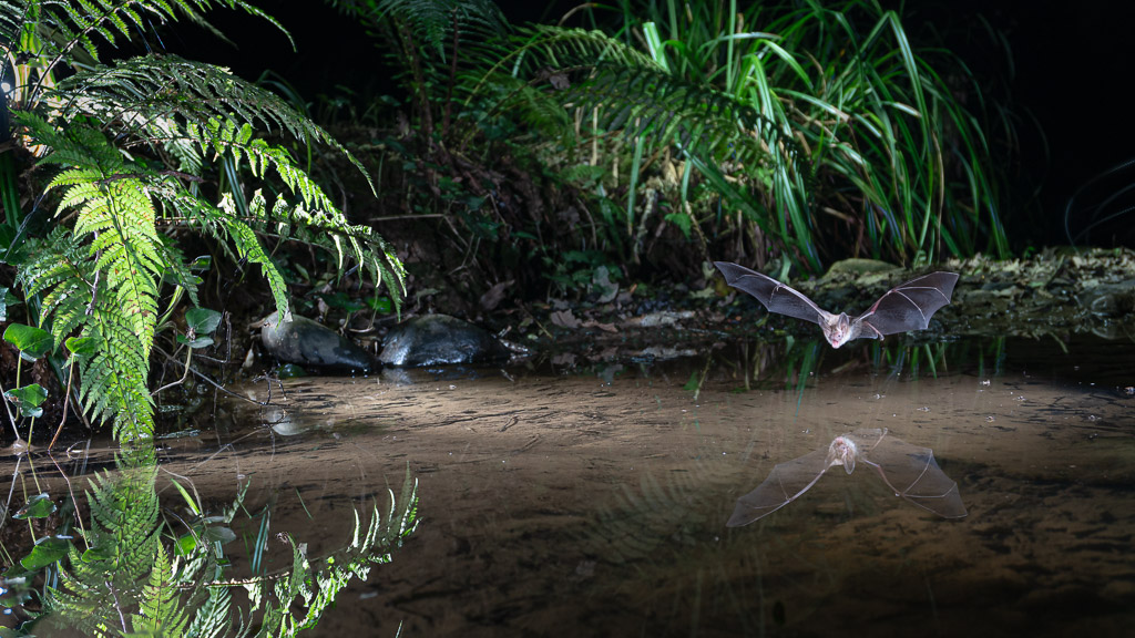 Murin de Bechstein (Myotis bechsteinii), au-dessus d'un petit trou d’eau