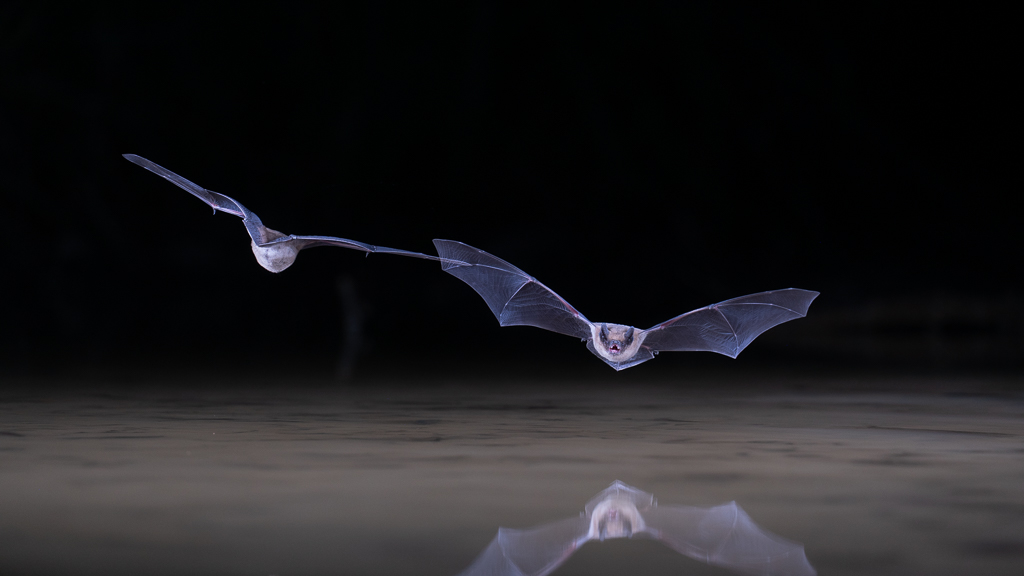 deux chauves-souris se croisent au-dessus de l'eau