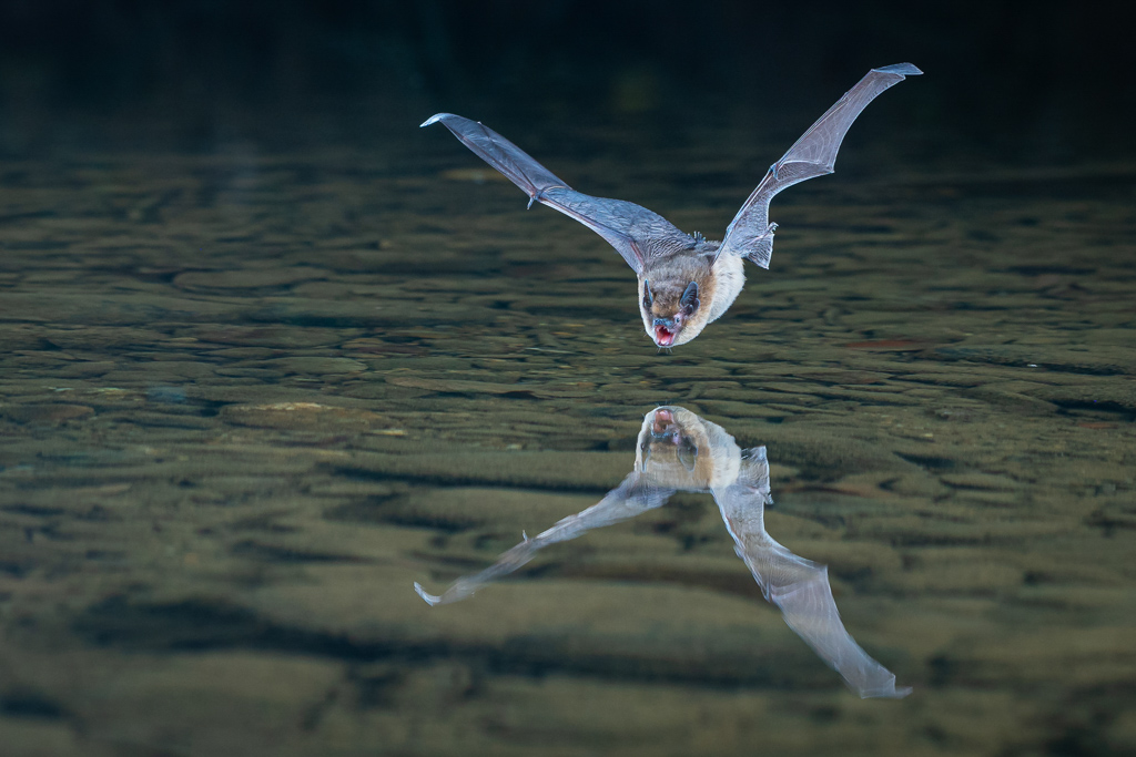 une pipistrelle, genre Pipistrellus, au-dessus de l'eau