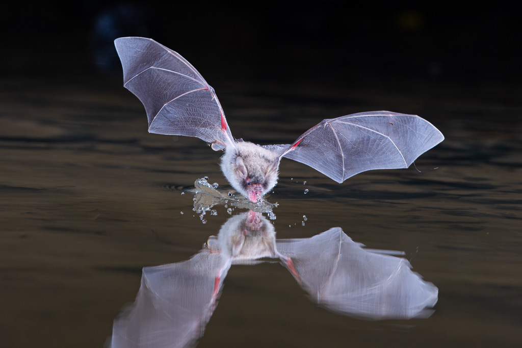 Un Murin de Bechstein Myotis bechsteinii en train de boire