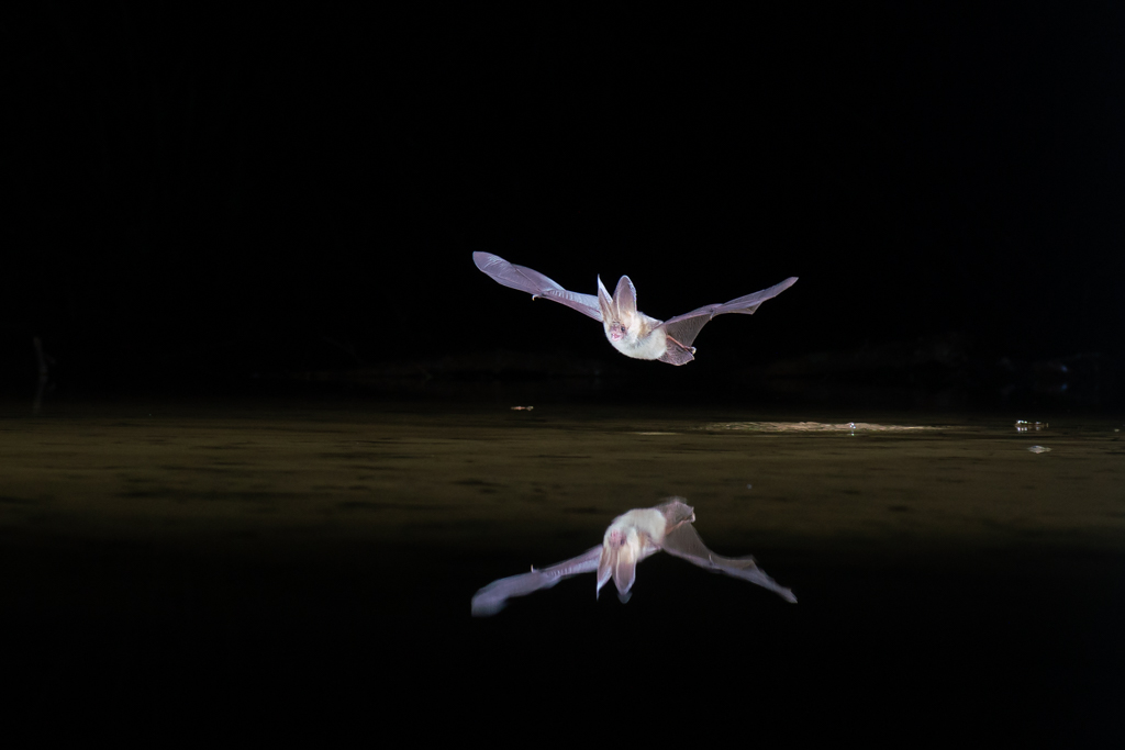 Un Oreillard roux, Oreillard commun, Plecotus auritus et son reflet dans l'eau