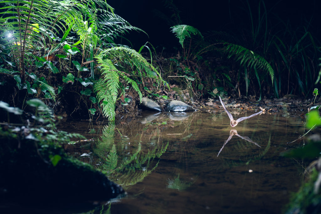 Un Murin de Bechstein dans un cadre de verdure