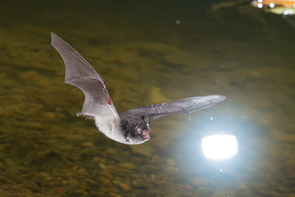 chauve-souris en vol, photo à éviter